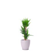 陶器付き 17,000円